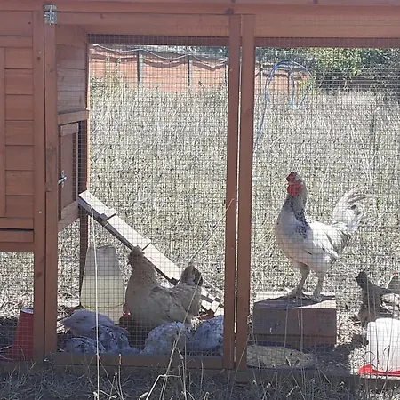 Noctua Villam 3* Marinha Grande