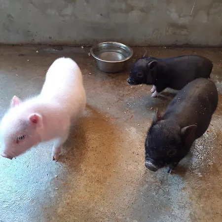 Noctua Villam Bed & Breakfast 3*