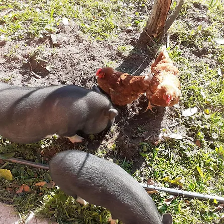 Noctua Villam Bed & Breakfast