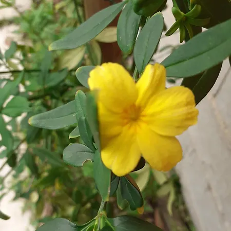 Noctua Villam Marinha Grande