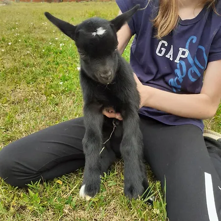 Noctua Villam Nocleg ze śniadaniem