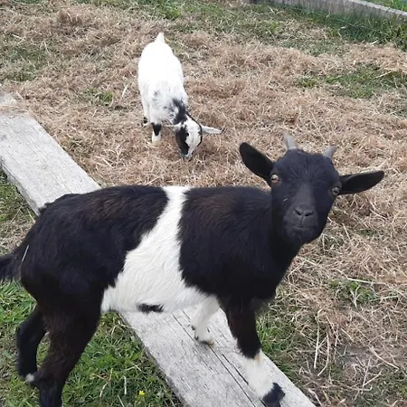 Noctua Villam Nocleg ze śniadaniem Marinha Grande